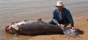 dolphin entangled in net - © WWF